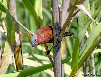 CAPUCHINO CORONA GRIS (Sporophila cinnamomea) - Campo en SAN JOSE (Enero 2011)